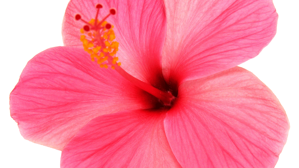 Hibiskus: Eine Blüte mit beeindruckenden Vorteilen